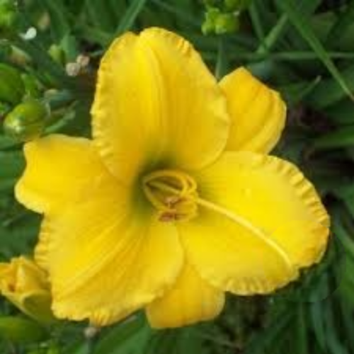 лилейник гортензия