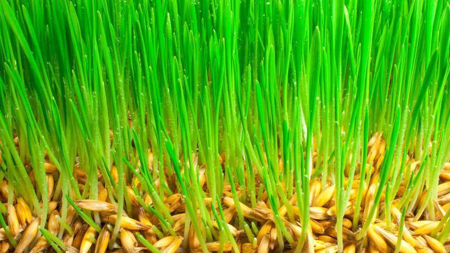 Семена газонных трав