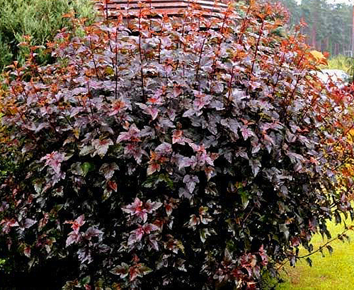 Пузыреплодник-калинолистный-Red-Baron