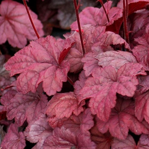 heuchera_hybrida_grape_soda-500x500