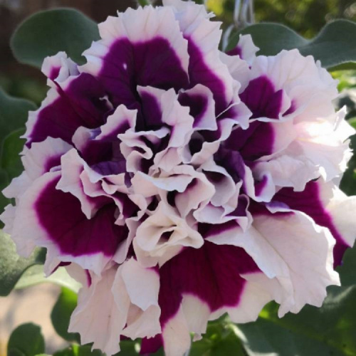 petunia-purple-pirouette