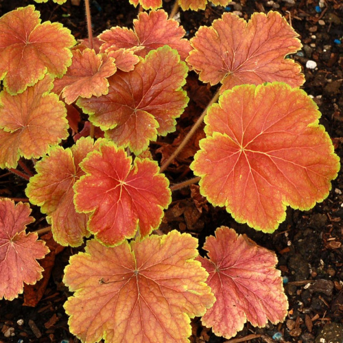Heuchera-Delta-Dawn-4-1080x1080