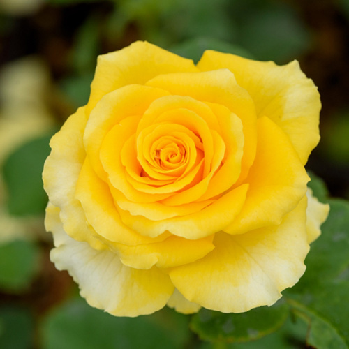 Роза Голд Сфинкс