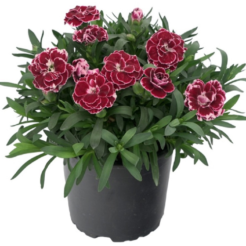 гвоздика dianthus_oscar_burgundywhite