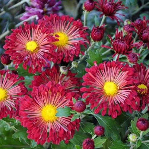 хризантема Вышиванка1