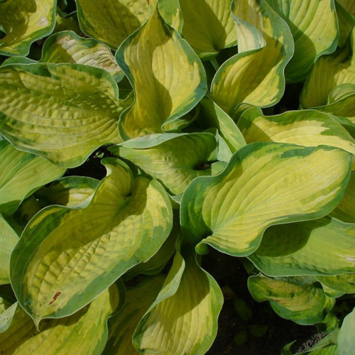 Hosta-volnistaya-Color-Glory-Hosta-hybridum