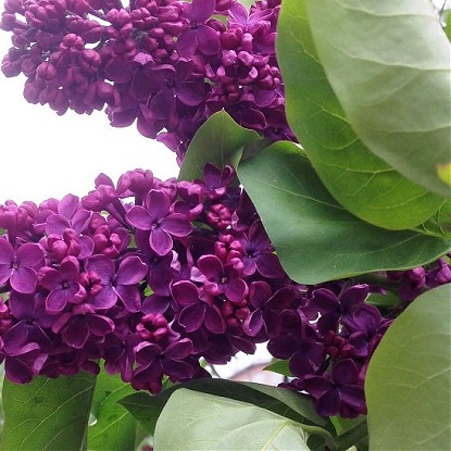 siren-india-1_700_550_5_80