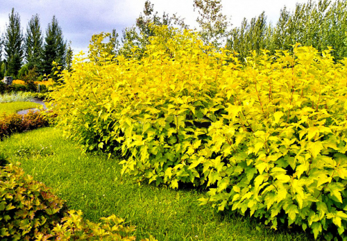 500x500.18c5cfcfafd8c77c