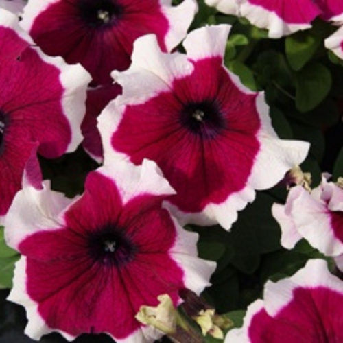 лимбо бургунди пикоти