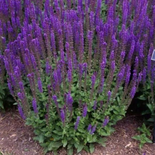 oouxmcbviju73ukocr8ikgnf42kpjgfw