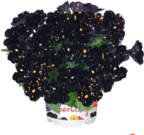 large_Sparkling_Night