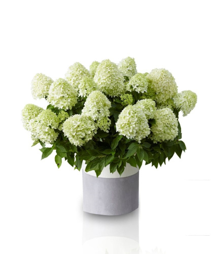 Гортензия метельчатая Hydrangea paniculata "Little Spooky" : C2/3