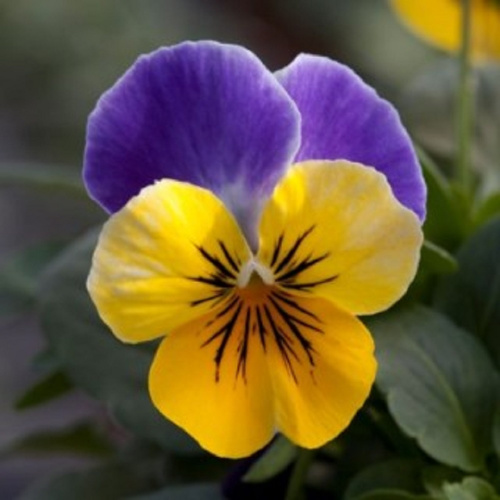 виола бель визо еллоу джам ап