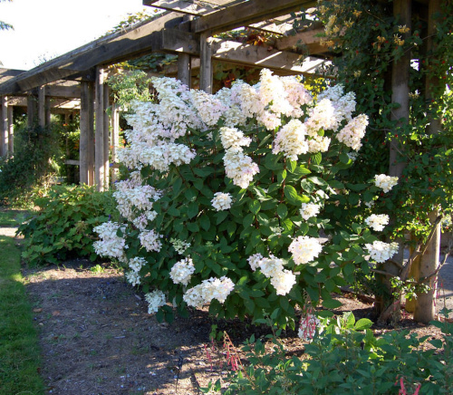 гортензия юник