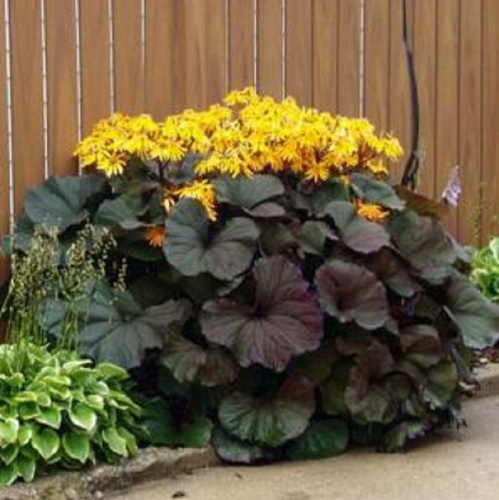 Бузульник зубчатый Ligularia dentata Midnight Lady