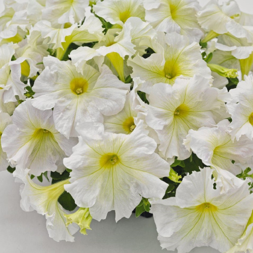 лайт елоу саксесс 360