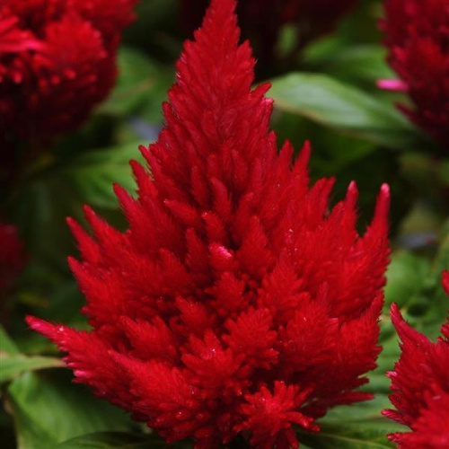 целозия перестая айскрим черри