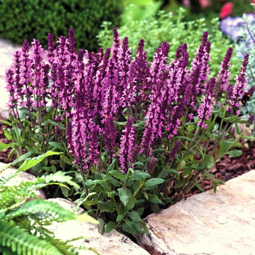 шалфей диментион розе