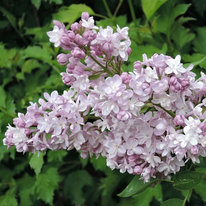 сирень бель де нанси