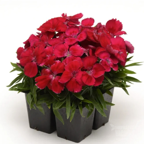 гвоздика коронет черриред