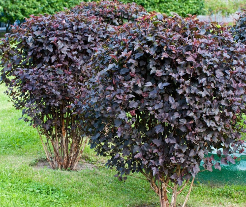 Puzyreplodnik-Diabolo