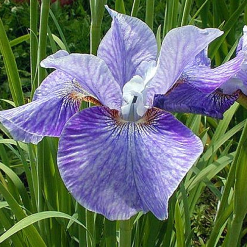 Ирис сибирский Iris sibirica Pecheron