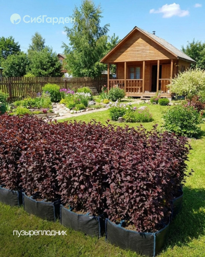 Пузыреплодник калинолистный Physocarpus opulifolius "Diable d'Or" : сумка 62л.