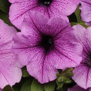 Петуния ампельная гибридная (Petunia х hybrida) Easy Wave F1 (PLUM VEIN)