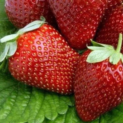 альтес