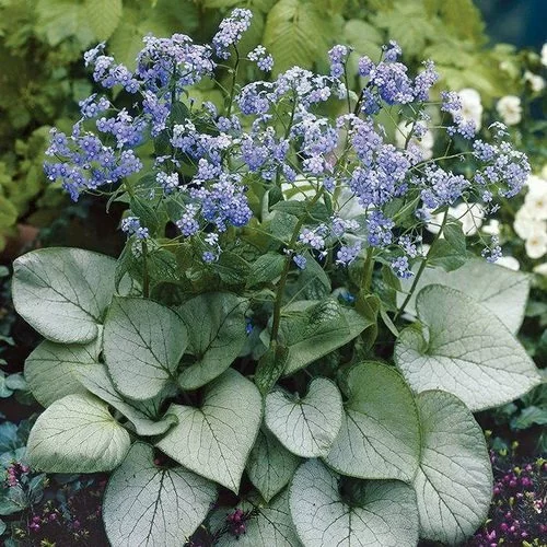 Бруннера крупнолистная Brunnera macrophylla "Looking Glass" : Р9