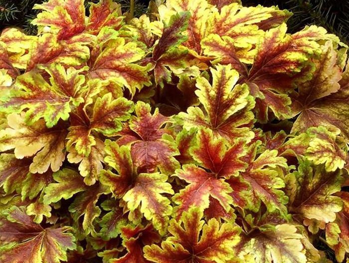 Гейхерелла