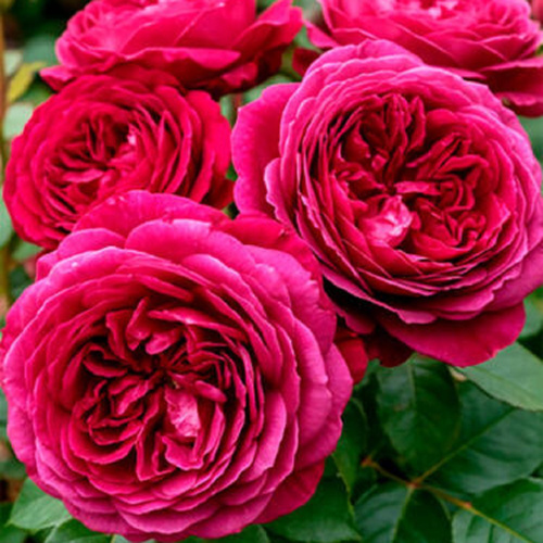 Роза чайно-гибридная Ascot "Аскот" : С5/7,5