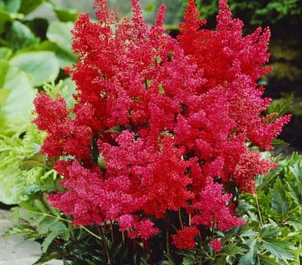 астильба Фьеэр