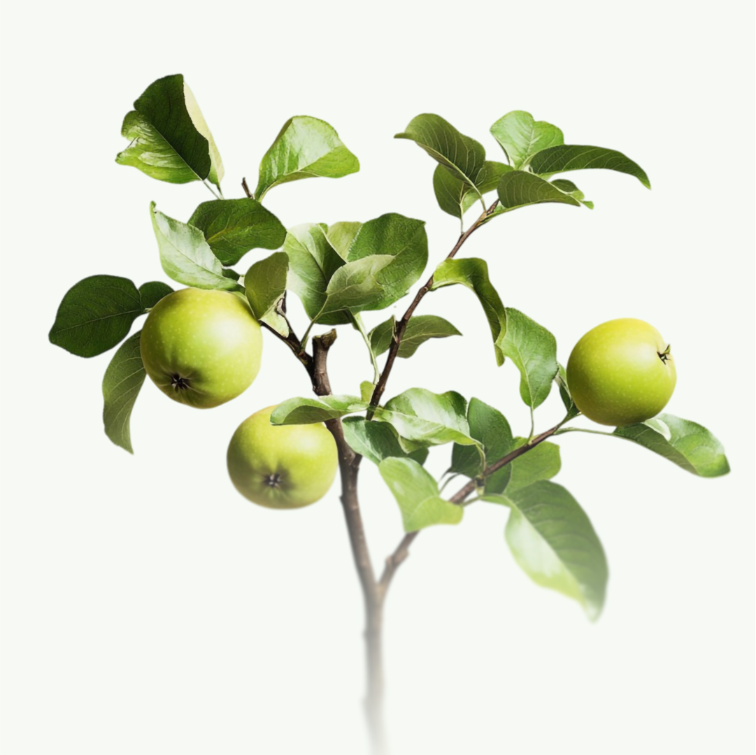 Привитые плодовые саженцы