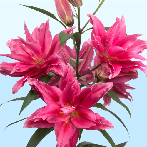 розедди елена