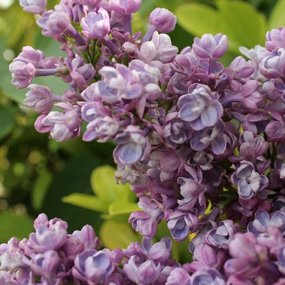 Syringa_vulgaris_'Katherine_Havemeyer'_flowers