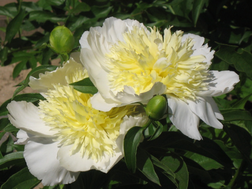 Пион Paeonia Lactiflora (D) Honey Gold