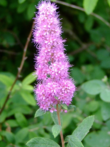 Spiraea-douglasii-var-menziesii-spirees