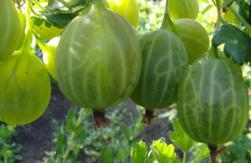 крыжовник SHalun