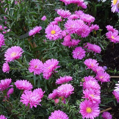 astra-novobelgijskaya-elta-2