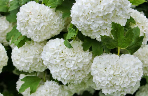 Калина-Бульденеж