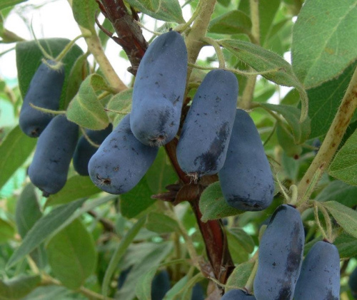 Zemlyanichnaya-sensatsiya