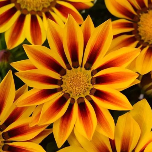 гацания ред страйп