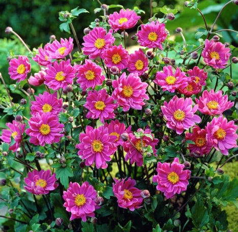 анемона маргарет