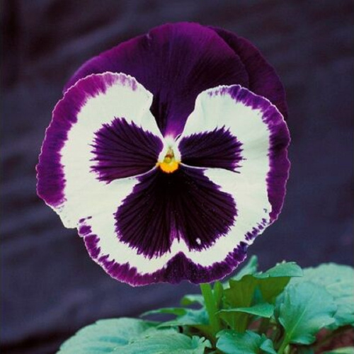 виола блю энд вайт