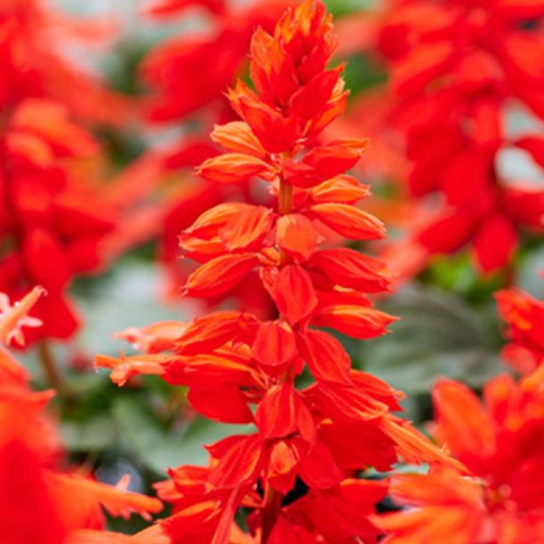 сальвия брайт ред