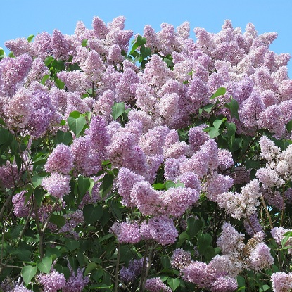 сирень венгерская