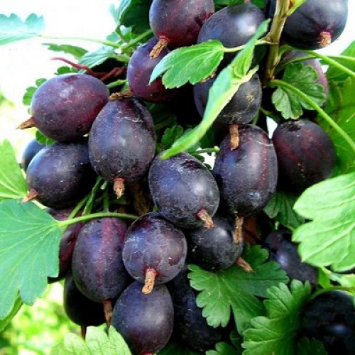 kryzhovnik-chernoslivovyj-500x500