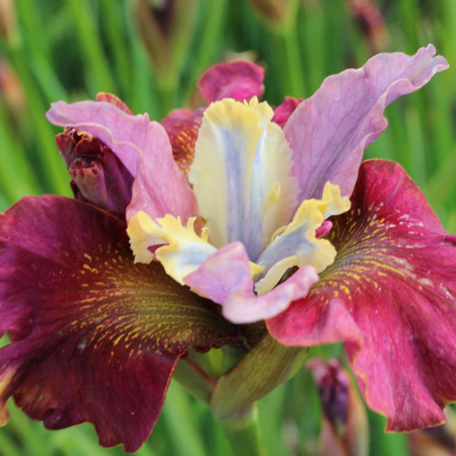 черри флинг