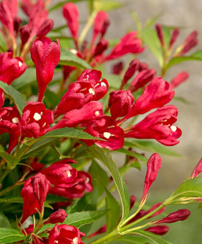 вейгела олл саммер